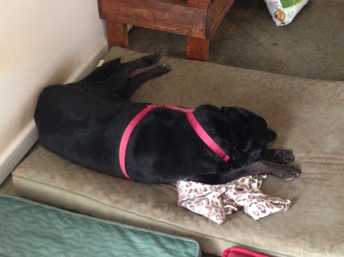 Scout sleeping on Hershey's blanket