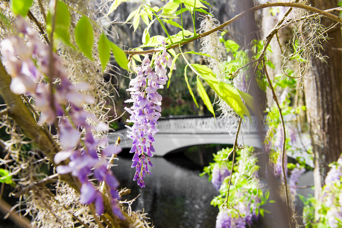 Magnolia Wisteria and Bridge