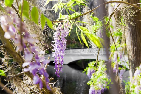 Magnolia Wisteria and Bridge